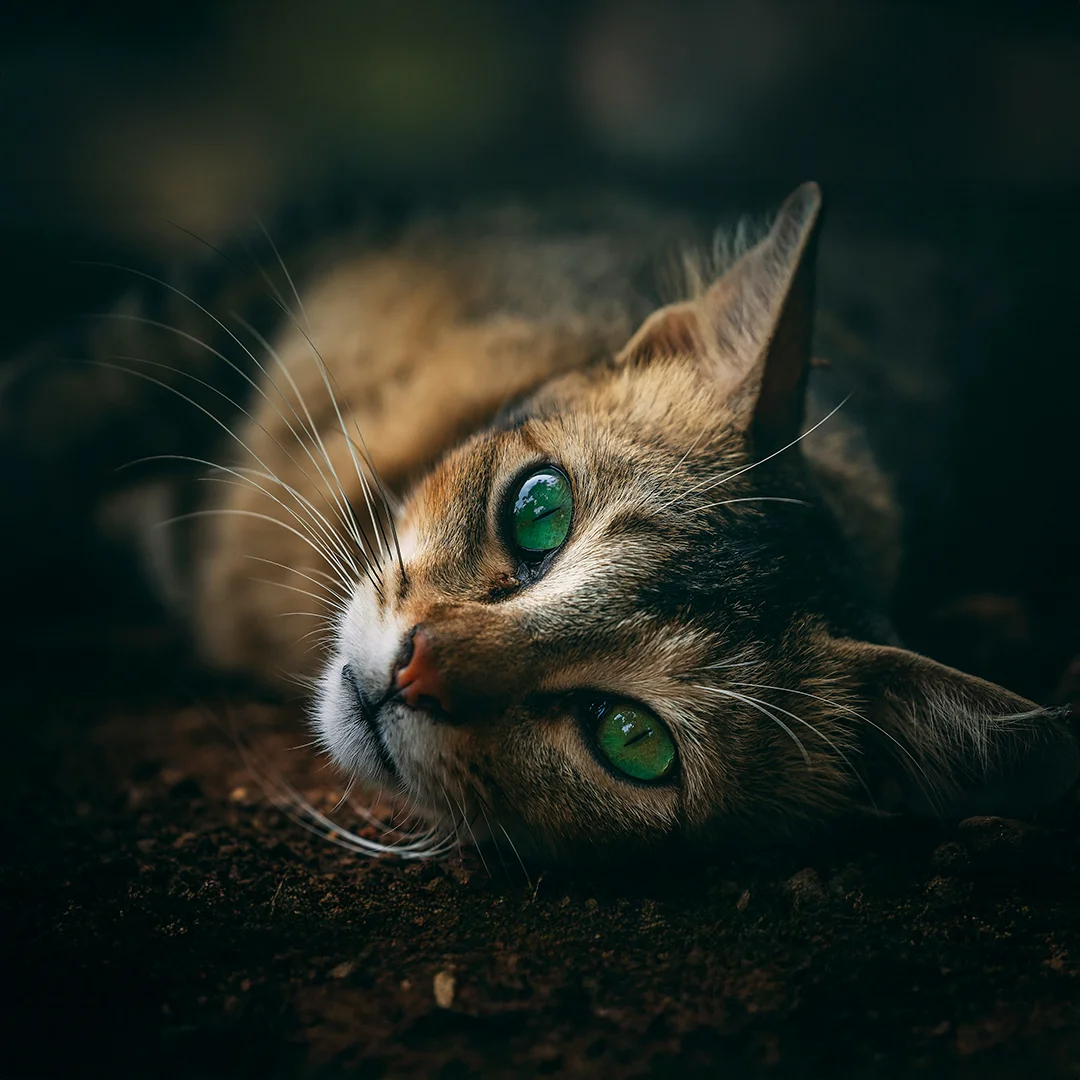Cat with Vivid Green Eyes Lying on Earth Cat with Vivid Green Eyes Lying on Earth