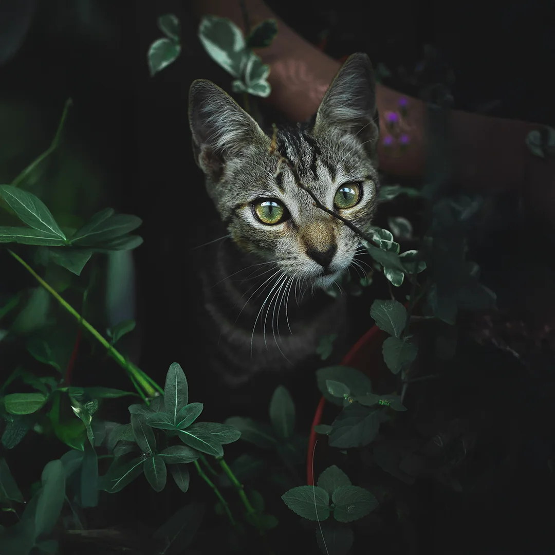 Tabby Cat Among Greenery Tabby Cat Among Greenery