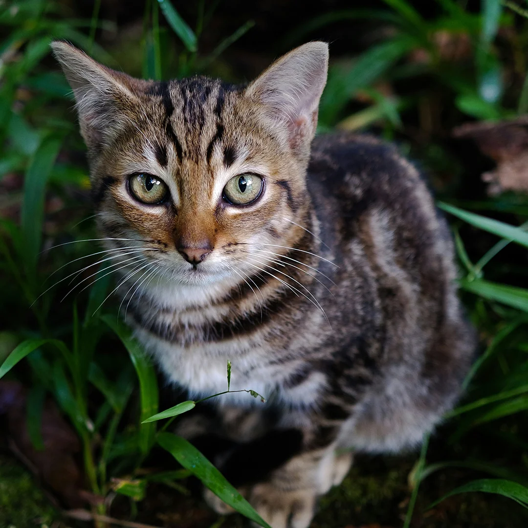 Kitten in the Grass - 1080x1080 Kitten in the Grass