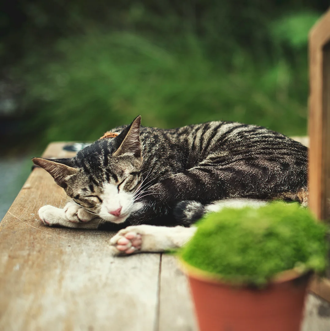 Sleeping Cat Beside Miniature Garden - 1080x1080 Sleeping Cat Beside Miniature Garden