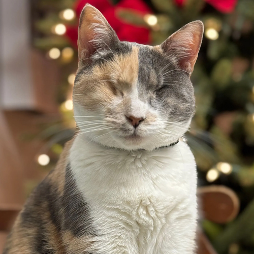 Cleo Catra