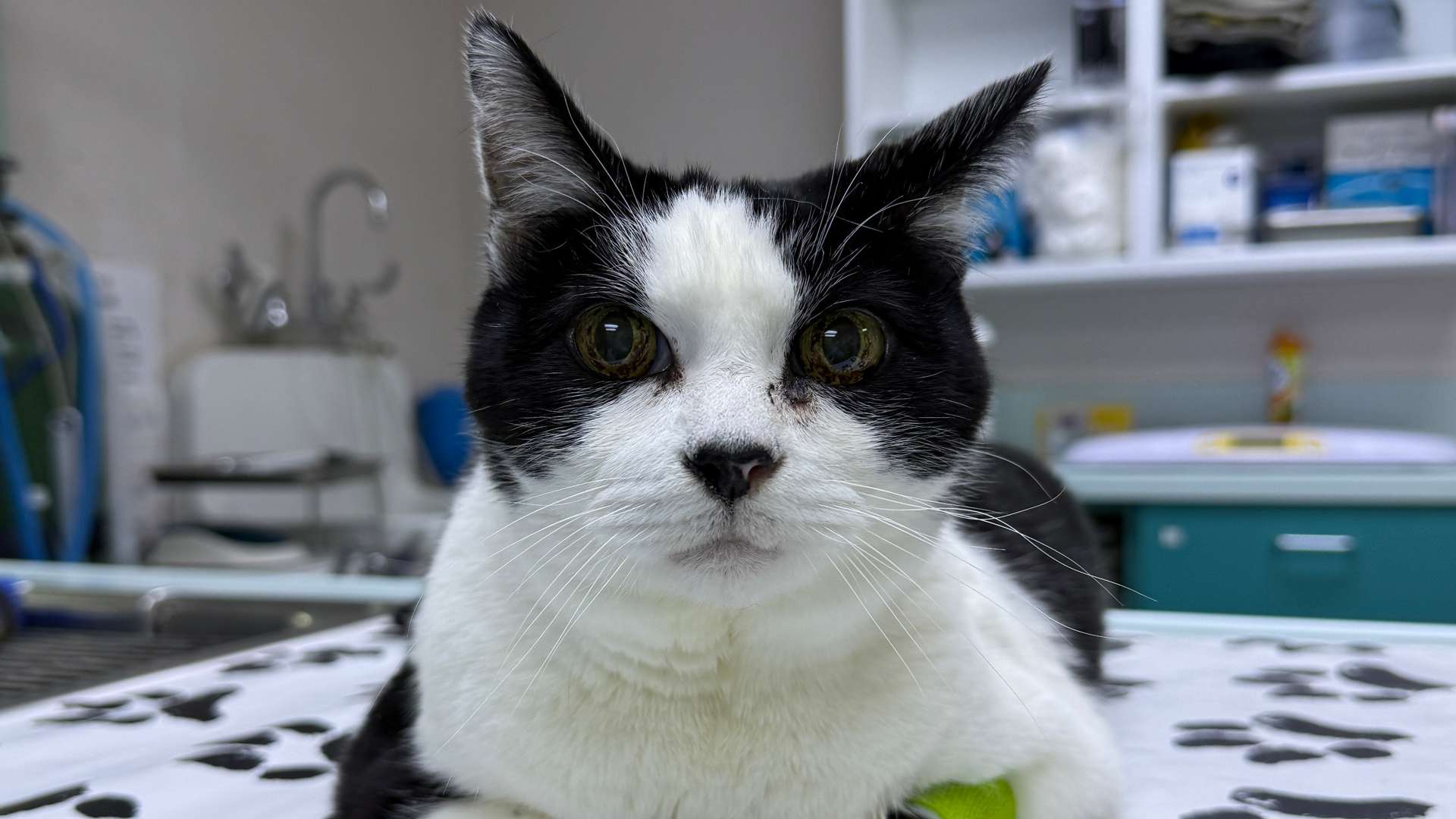 black and white cat closeup