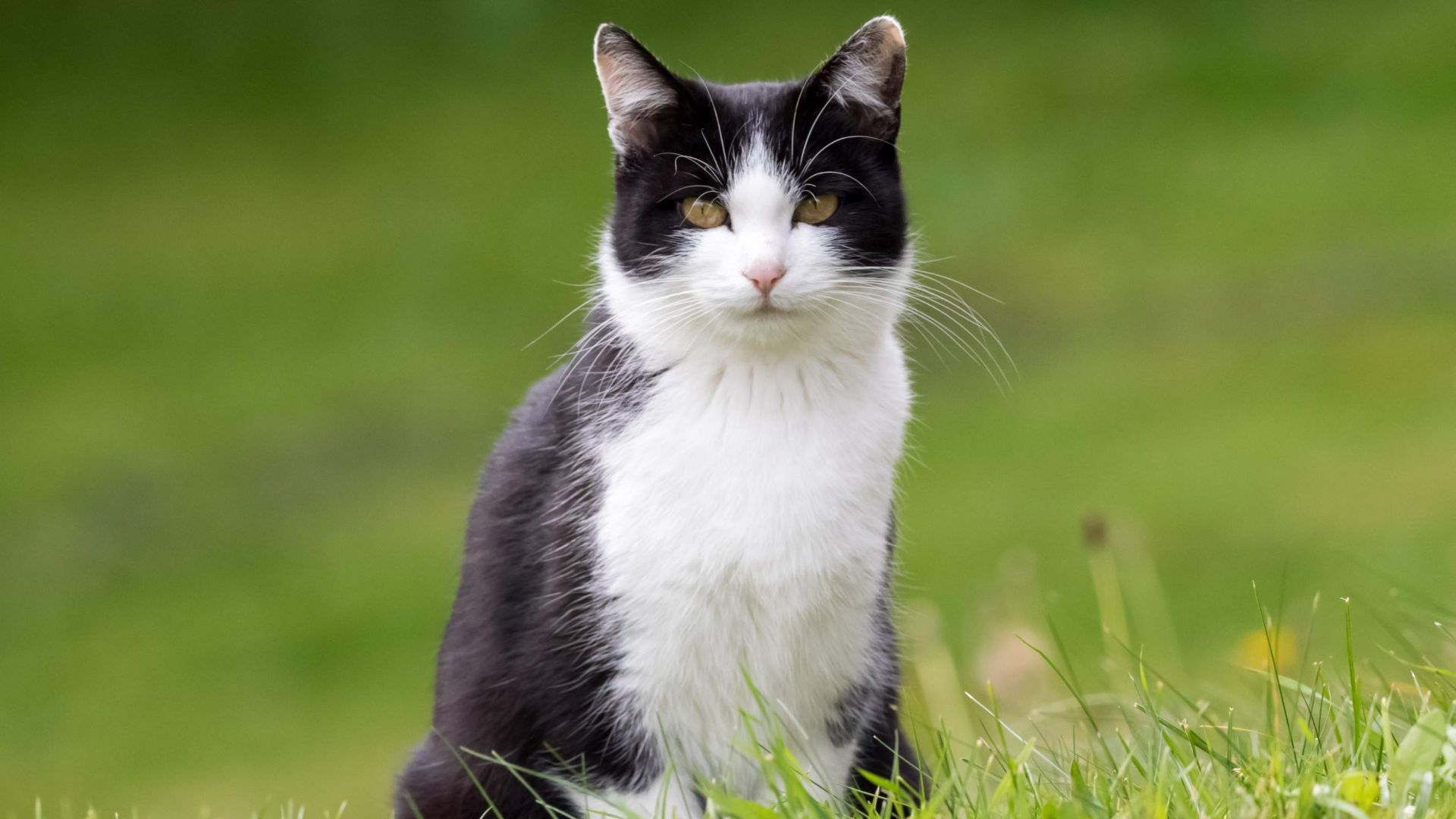 black and white cat sitting black and white cat sitting