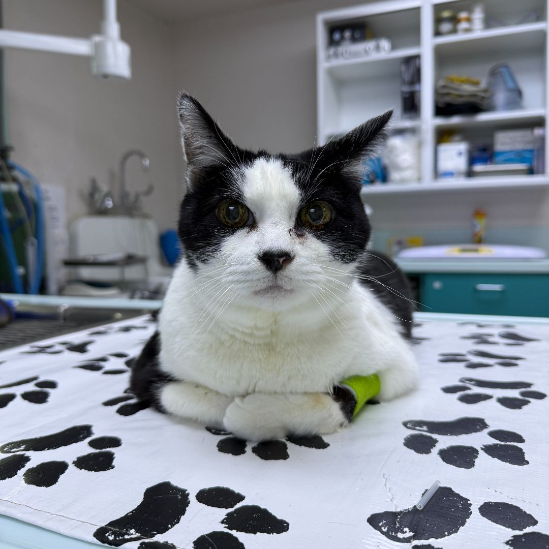 black and white cat vet black and white cat vet