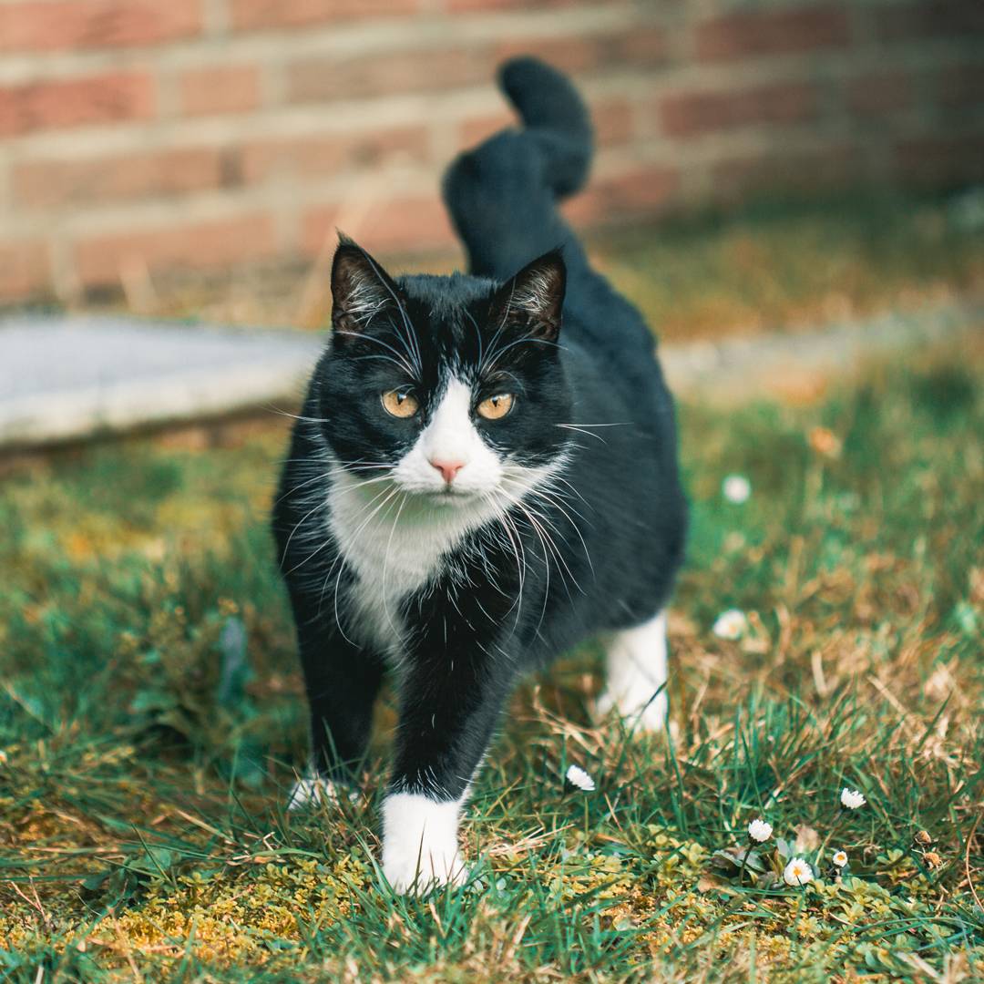 black and white cat walking black and white cat walking