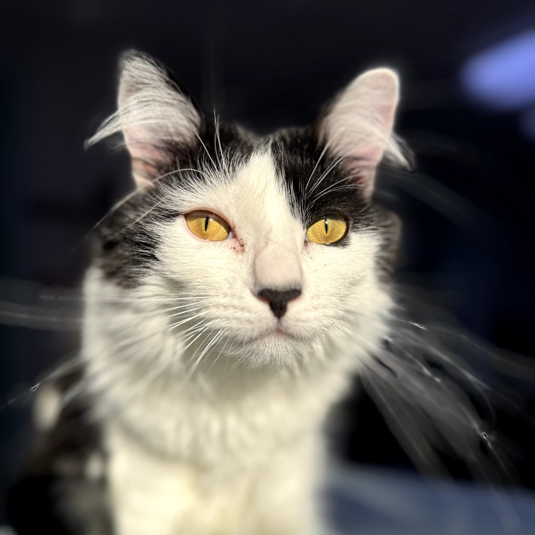 black and white cat black and white cat