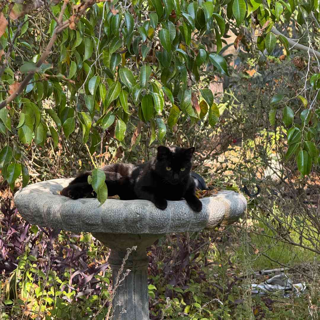 black cat climbing tree black cat climbing tree