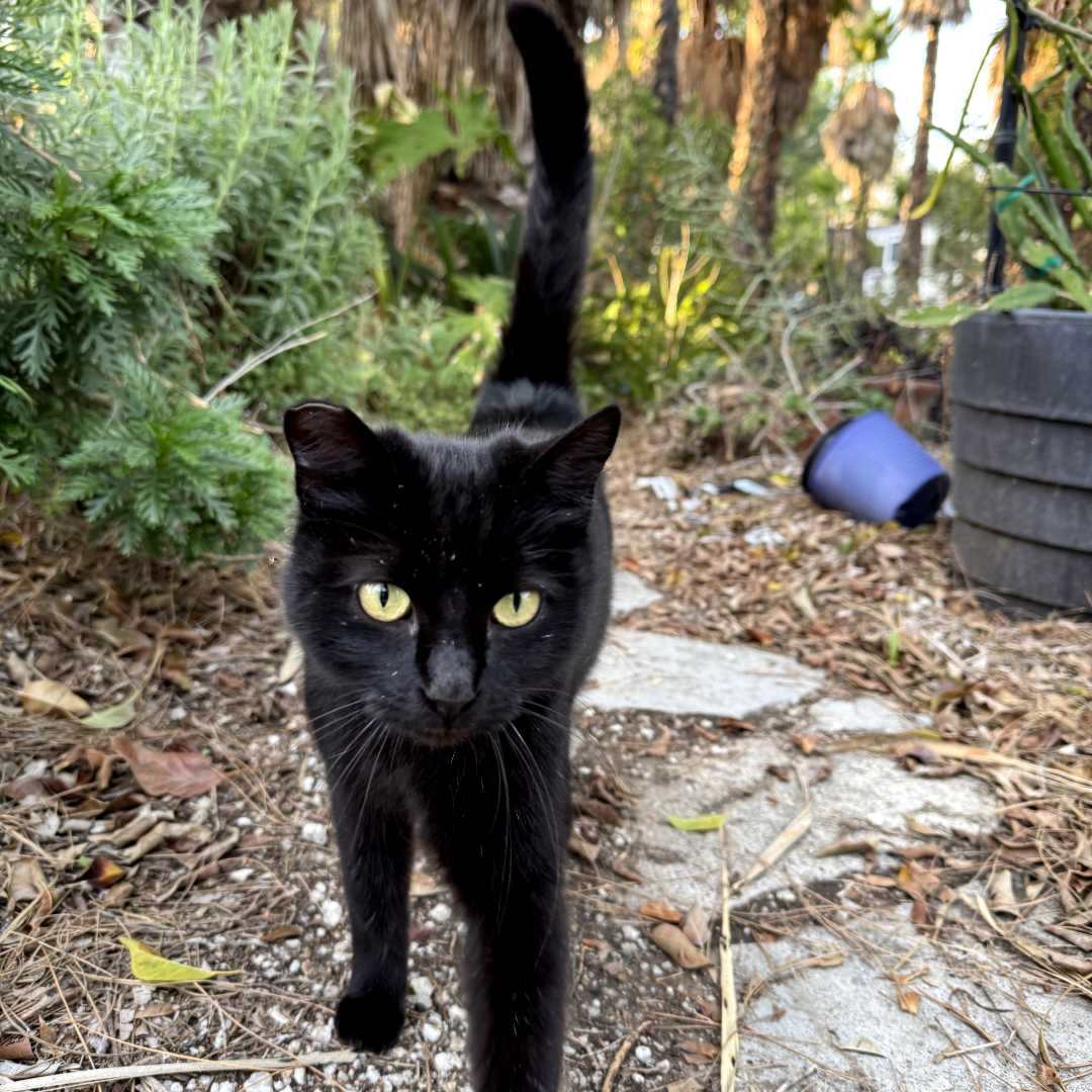 black cat golden eyes black cat golden eyes