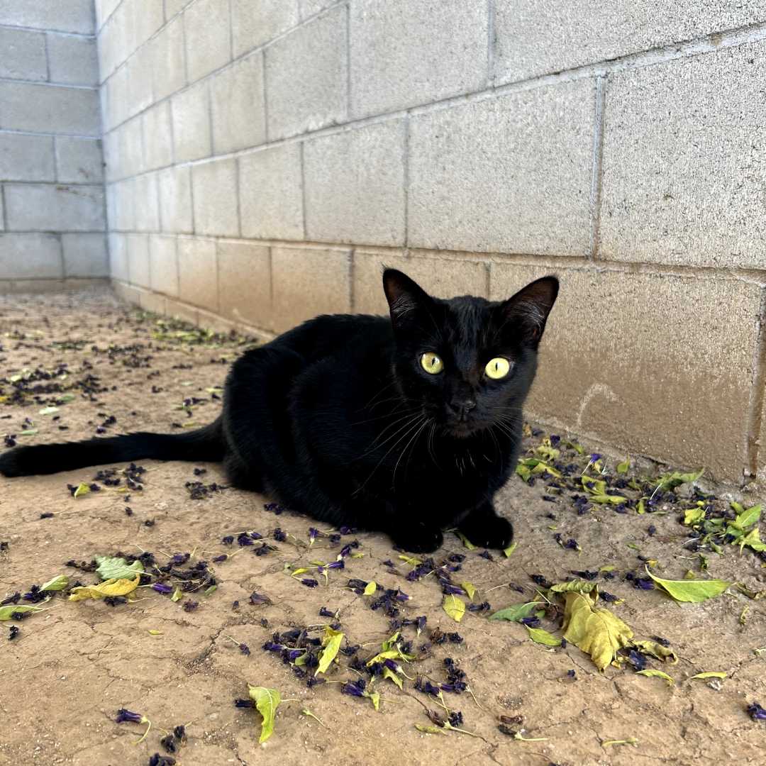black cat intense eyes