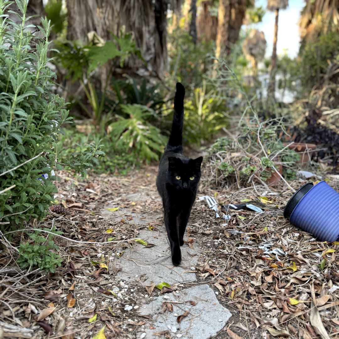 black cat on path black cat on path