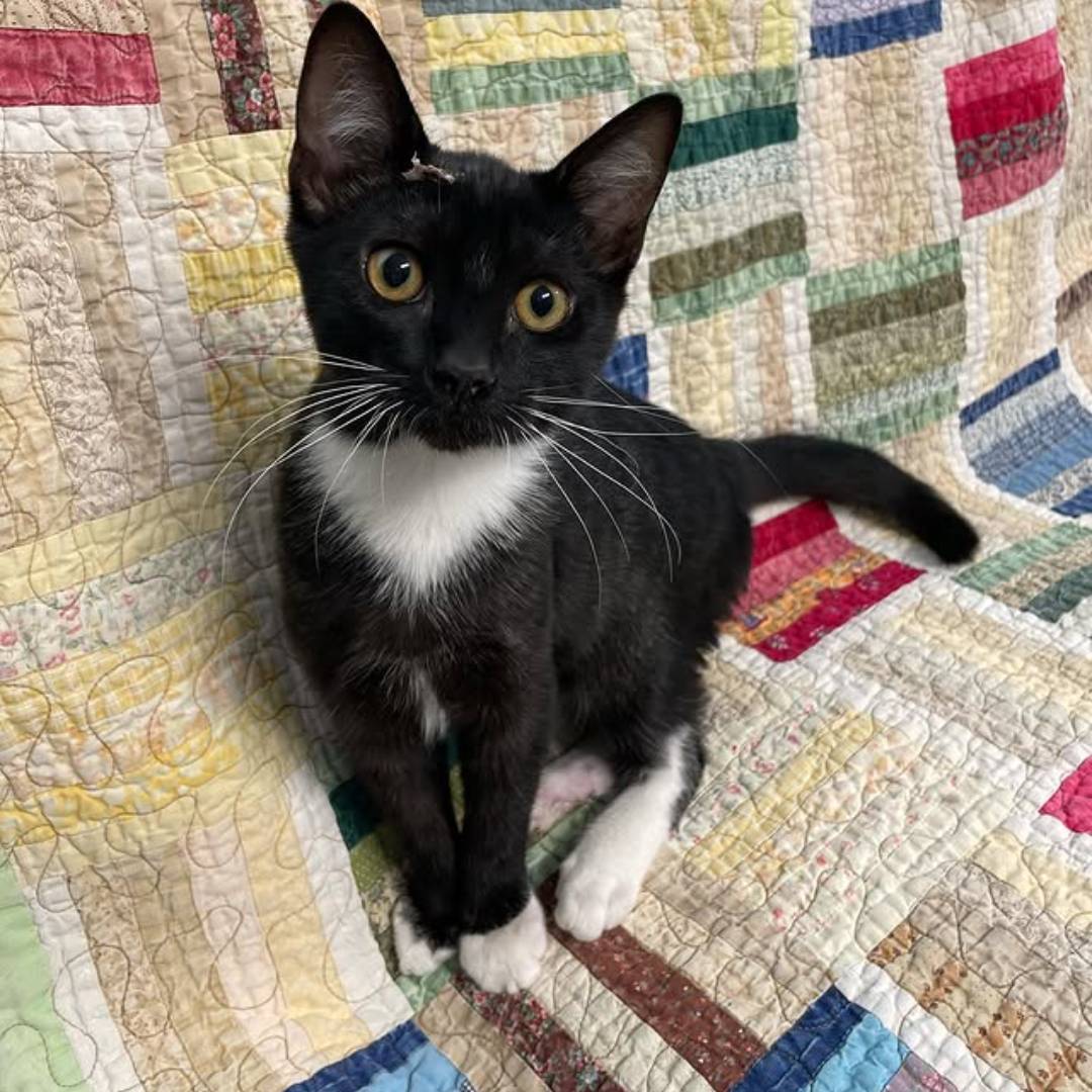 black kitten on quilt black kitten on quilt