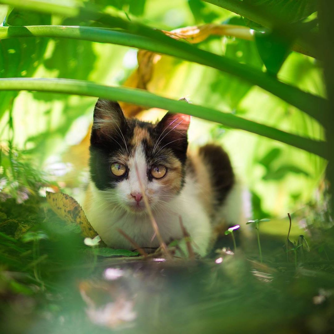 calico cat amongst green foliage calico cat amongst green foliage