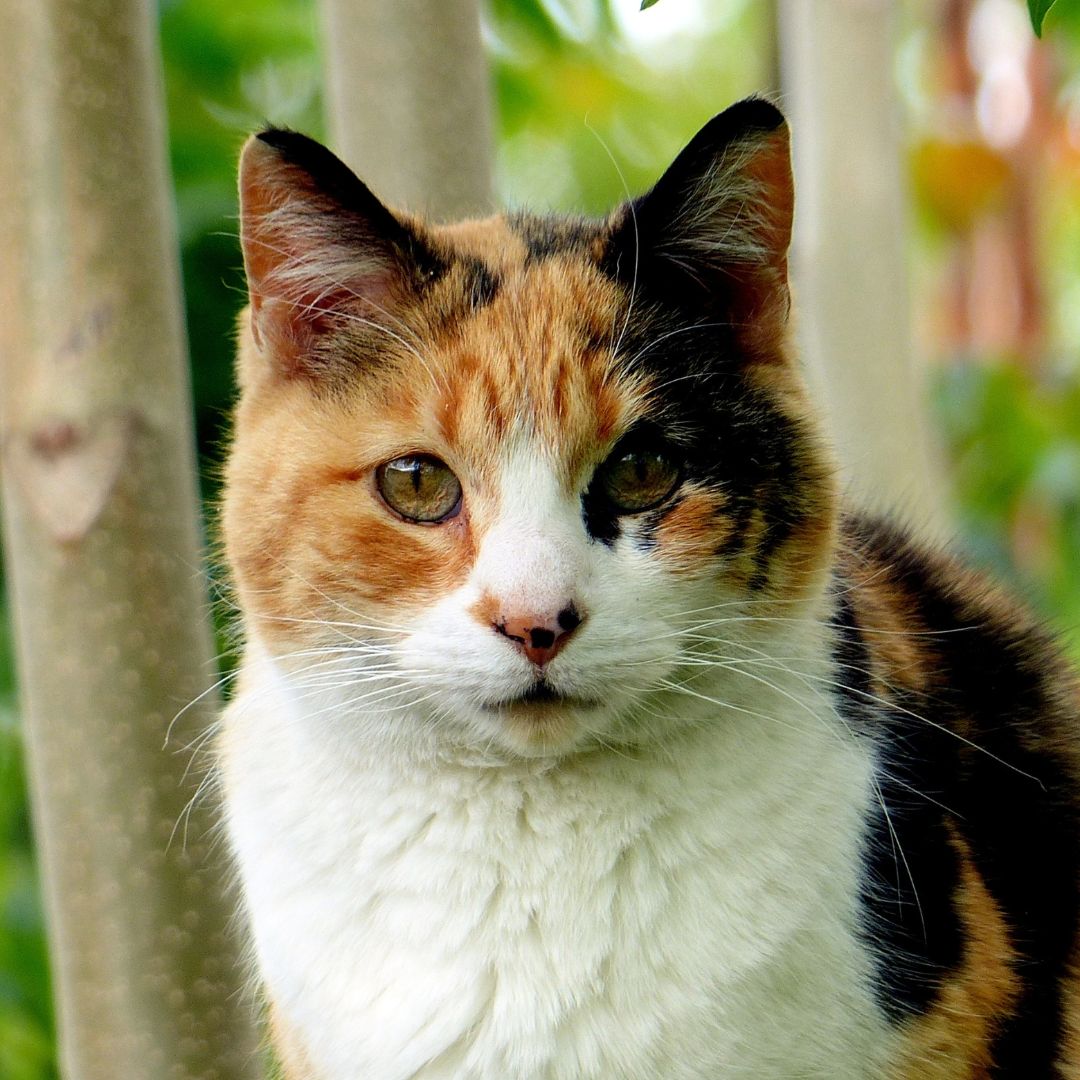 calico cat looking forward calico cat looking forward