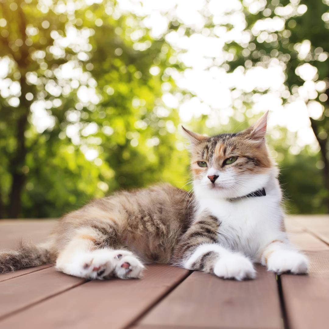 calico cat lying outdoors calico cat lying outdoors