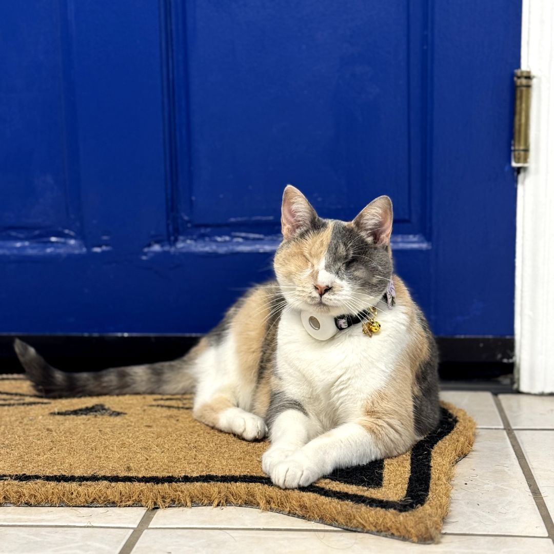 calico cat one eye blind calico cat one eye blind