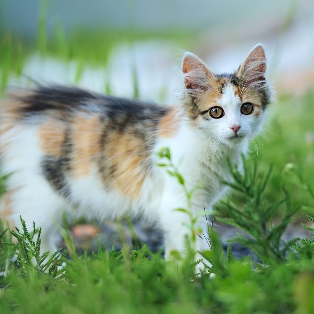 calico kitten in grass calico kitten in grass