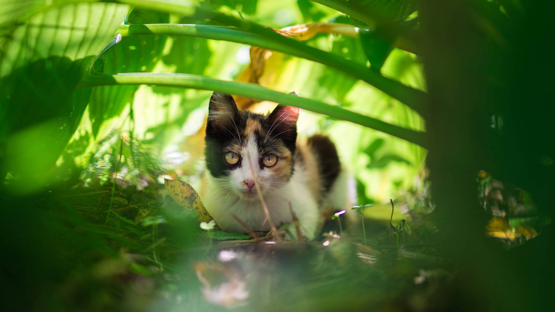 calico kitten in green leaves calico kitten in green leaves