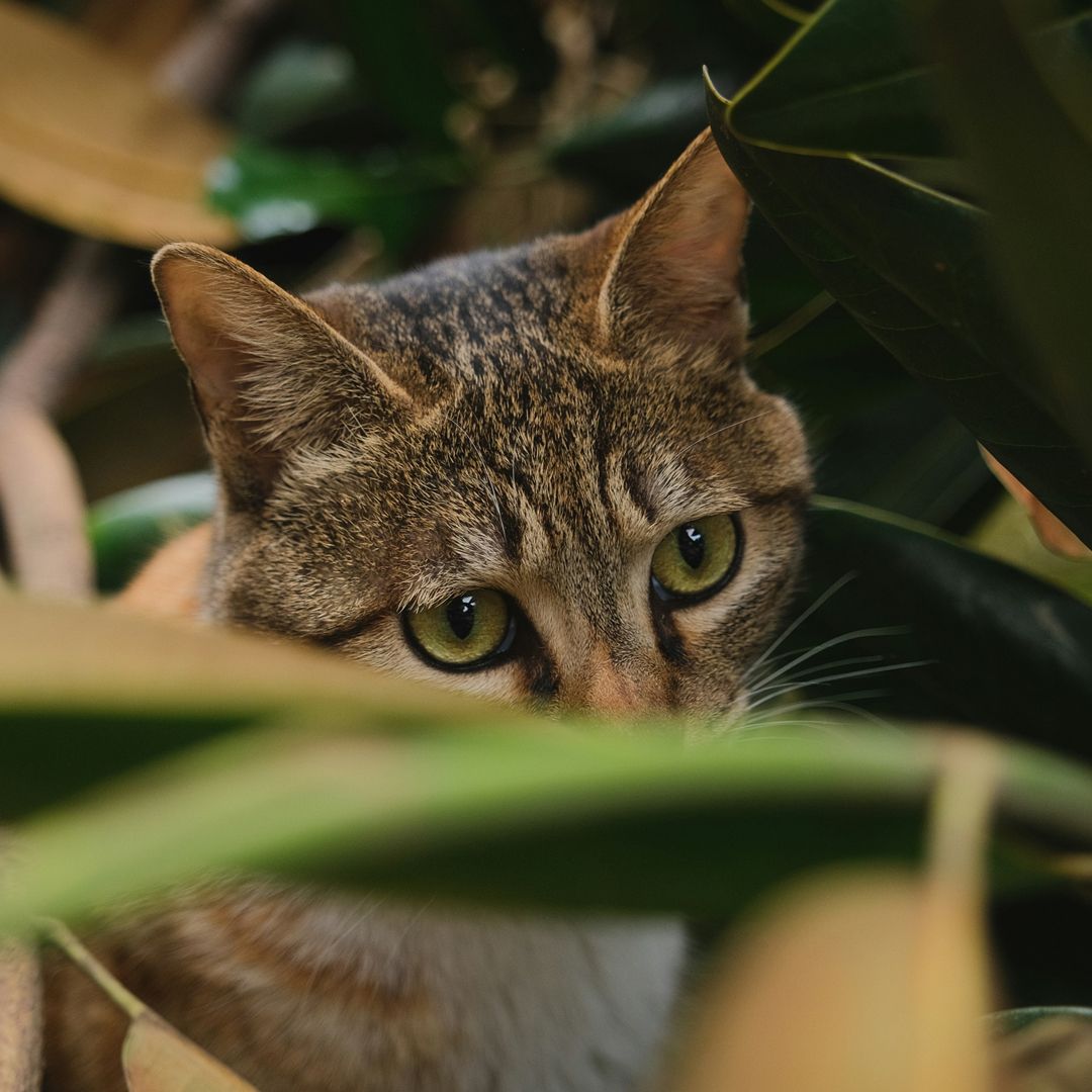 cat face peeking through leaves