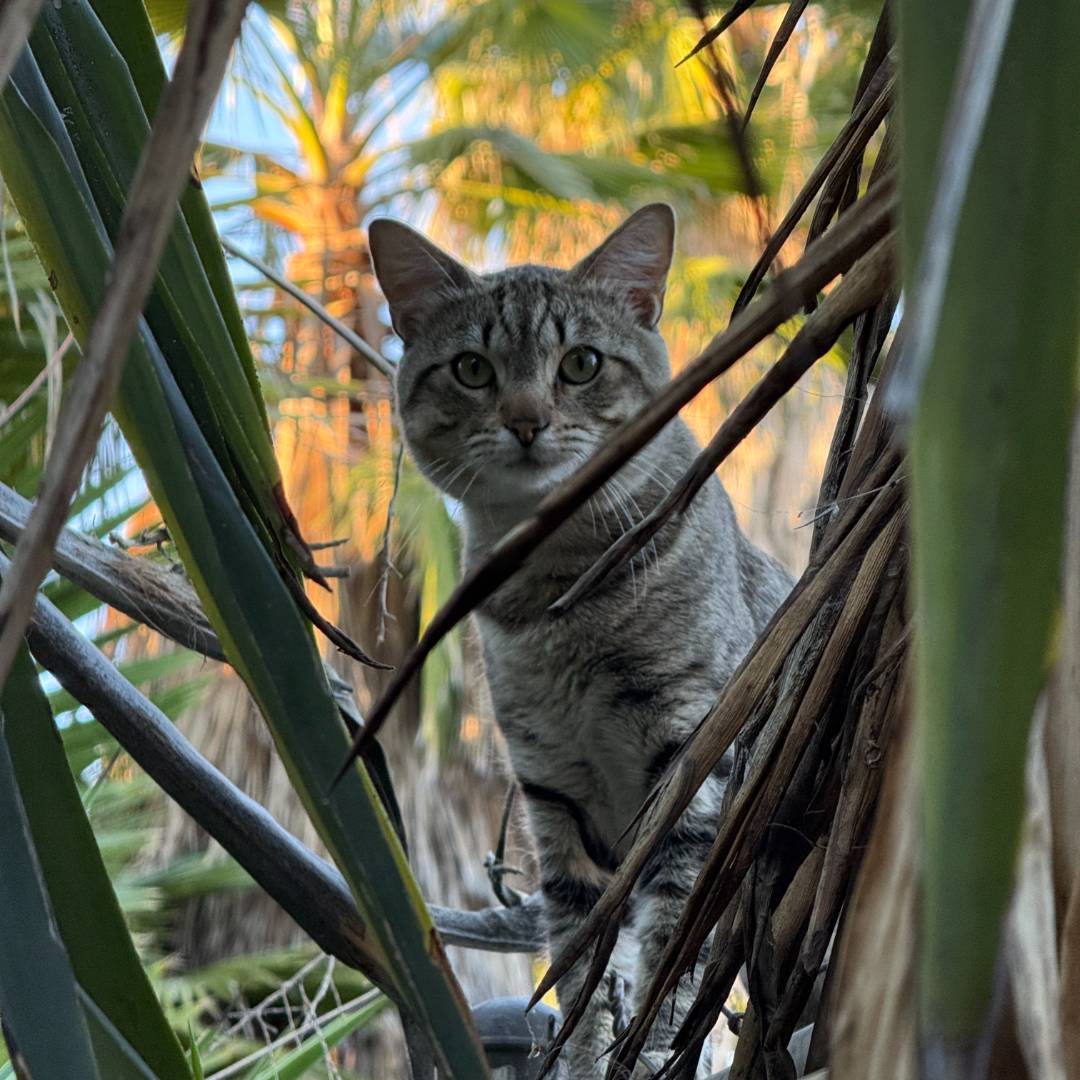 cat hiding in palms cat hiding in palms