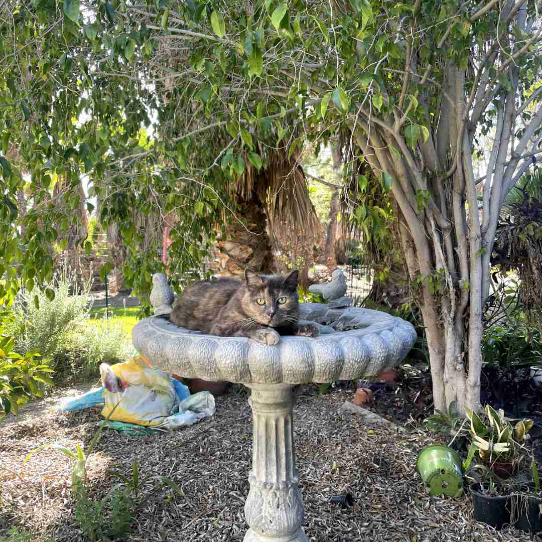 cat on bird bath cat on bird bath
