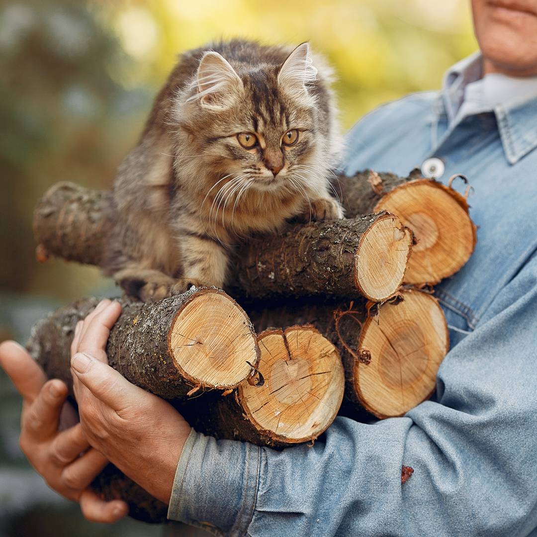 cat on logs farmer holding cat on logs farmer holding