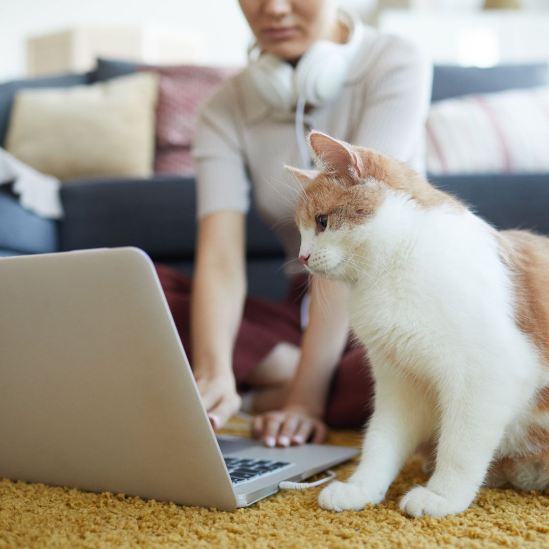 cat watching laptop with person cat watching laptop with person