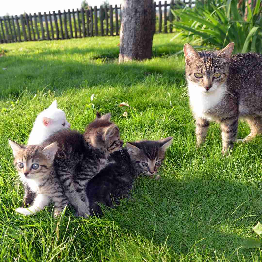 cat with adorable kittens
