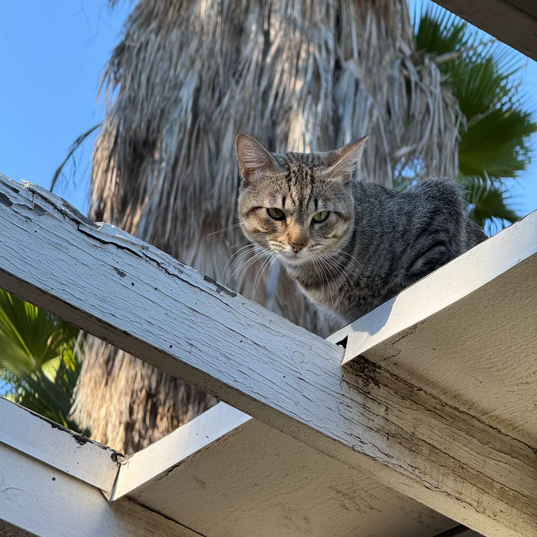 curious tabby cat looking down curious tabby cat looking down