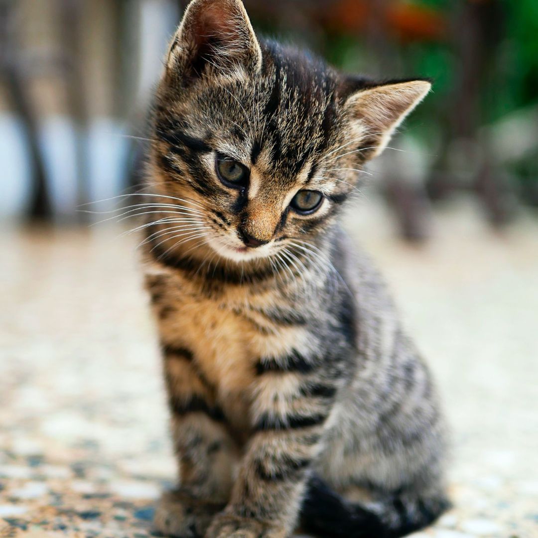 cute tabby kitten sitting
