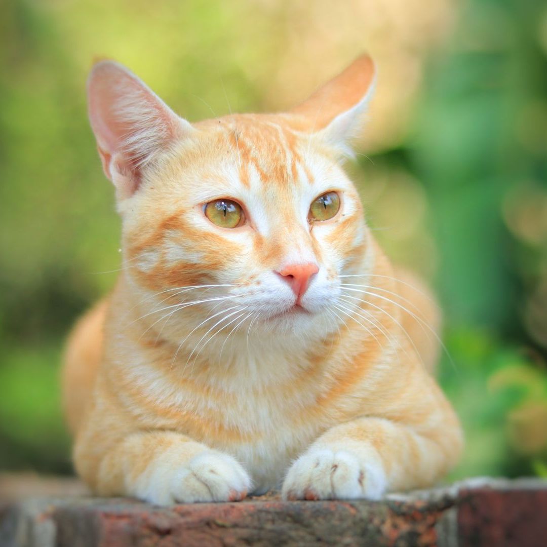 ginger cat relaxing outdoors ginger cat relaxing outdoors