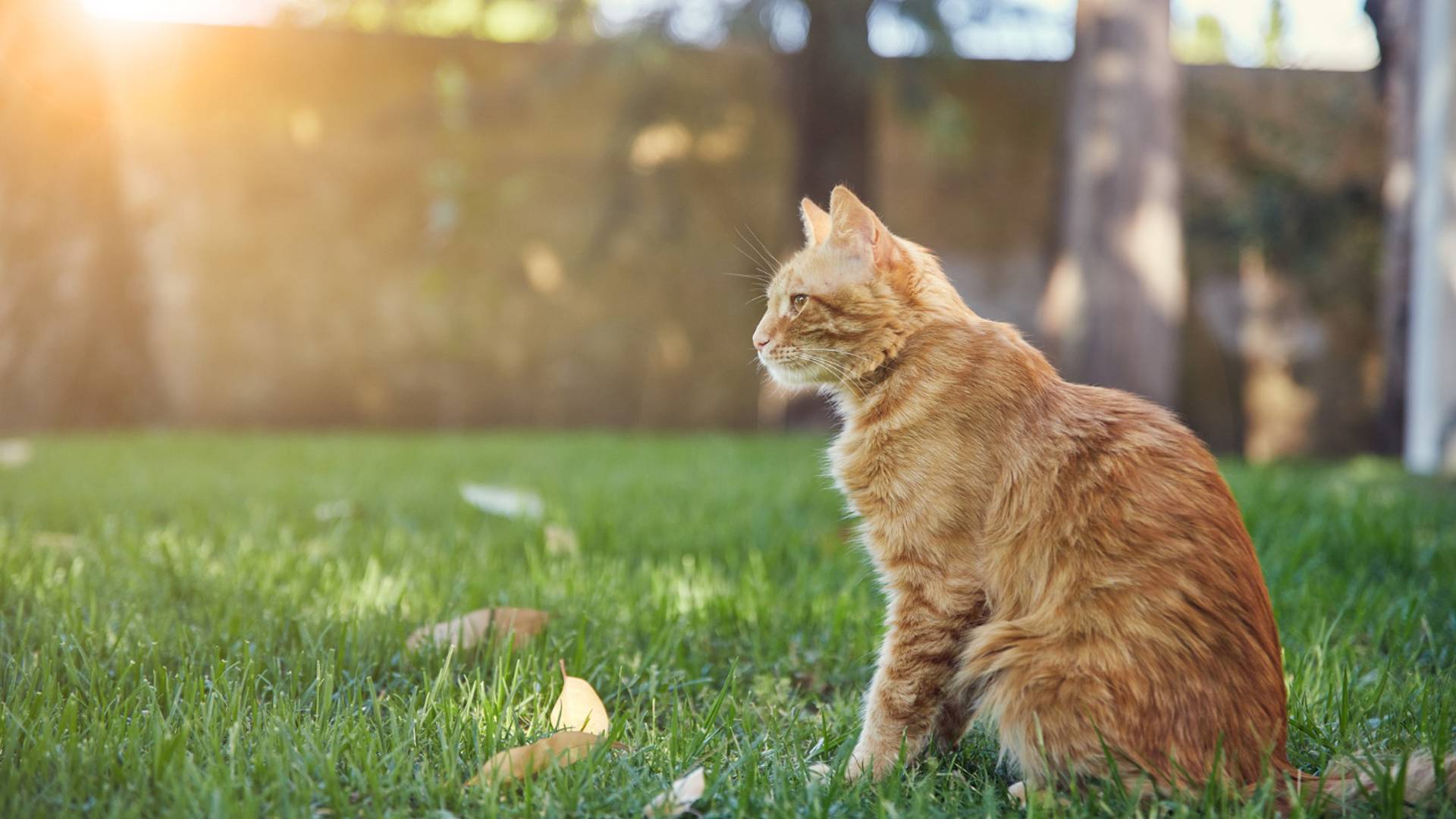 ginger cat sitting grass sun ginger cat sitting grass sun