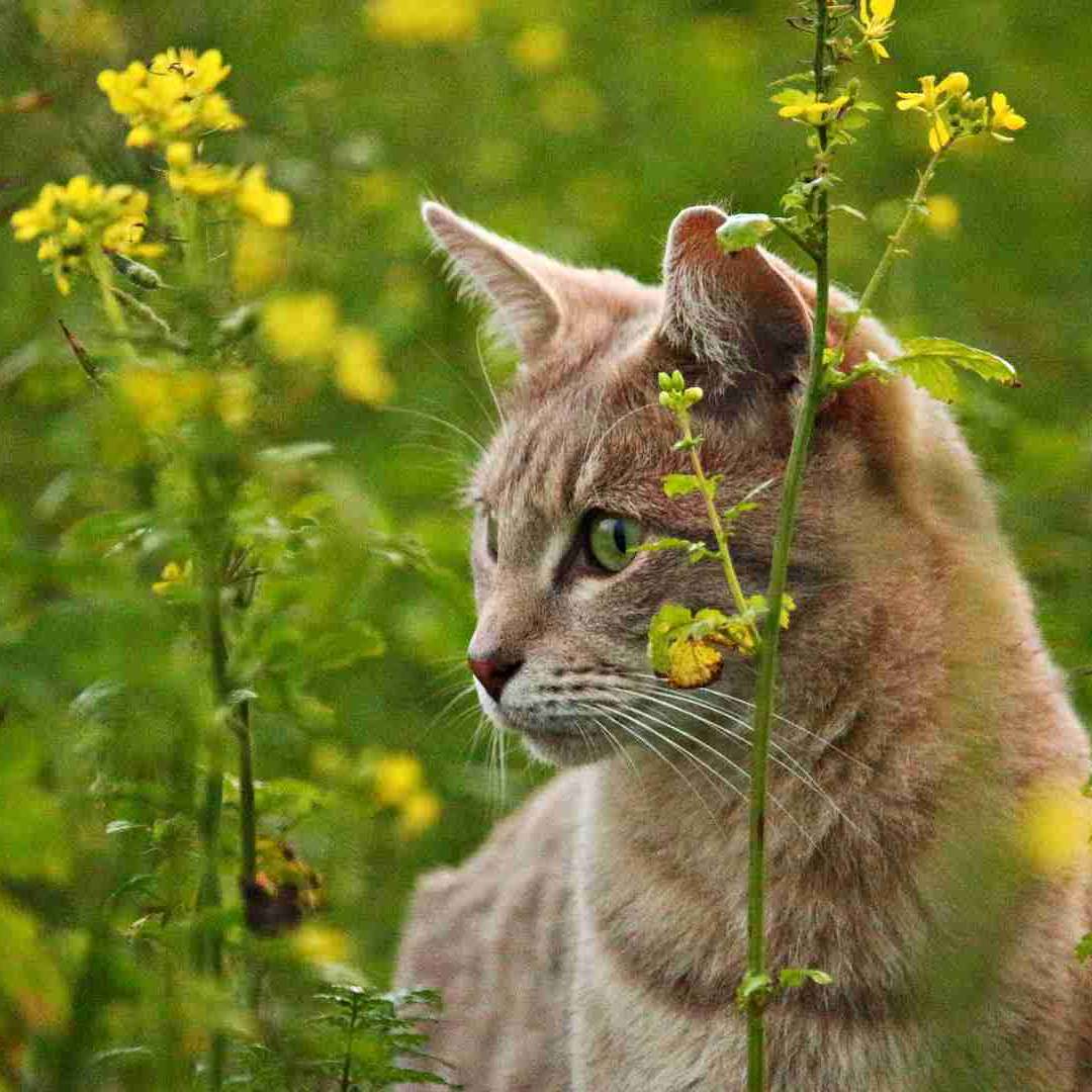 graceful cat in wildflowers graceful cat in wildflowers