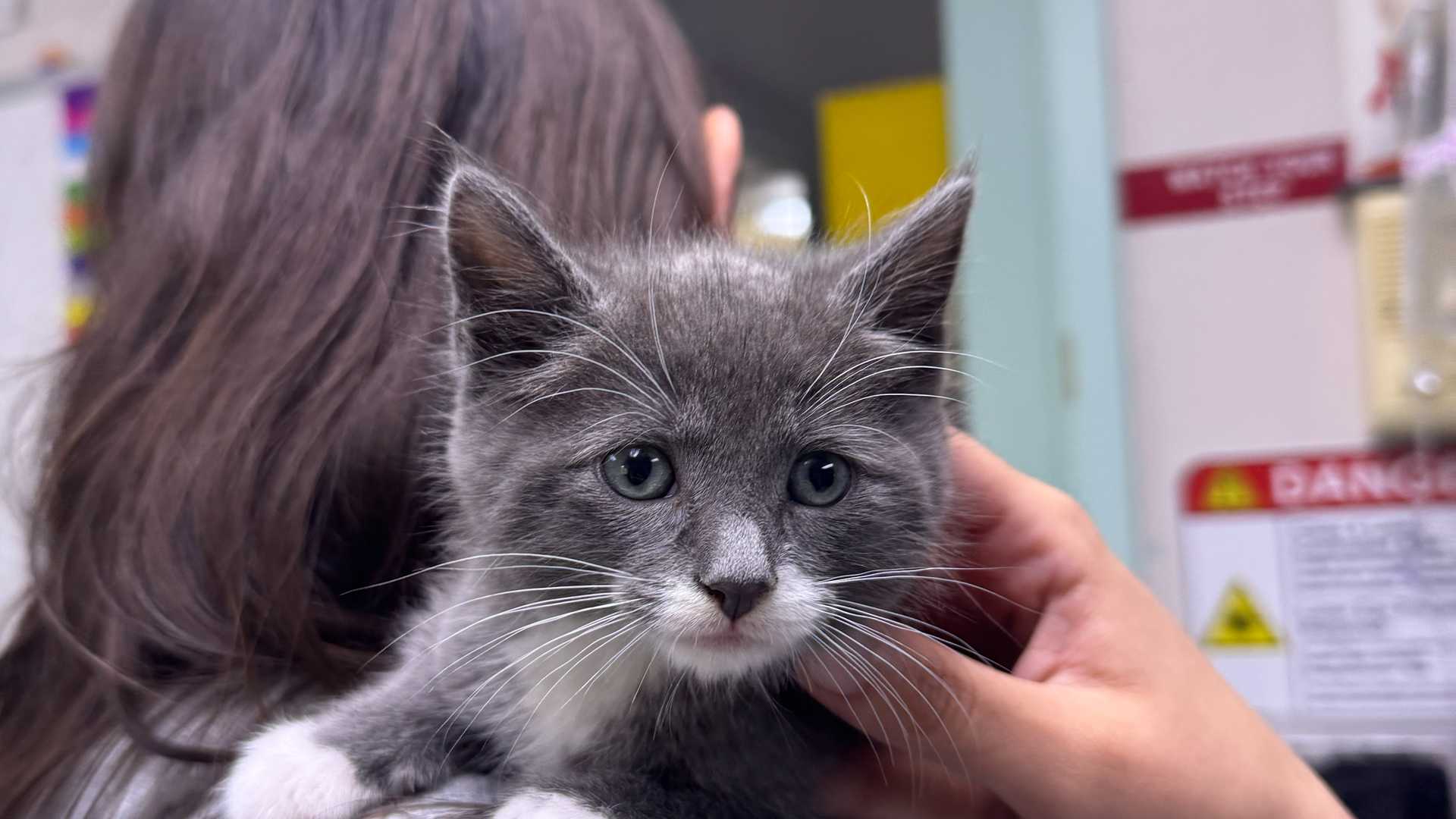 gray and white kitten looking forward
