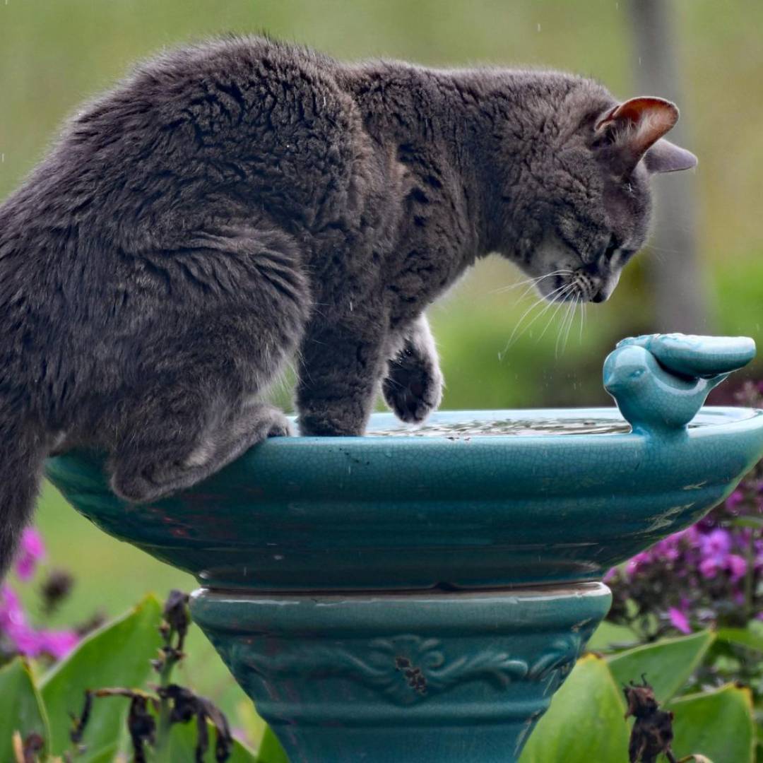 gray cat at birdbath gray cat at birdbath