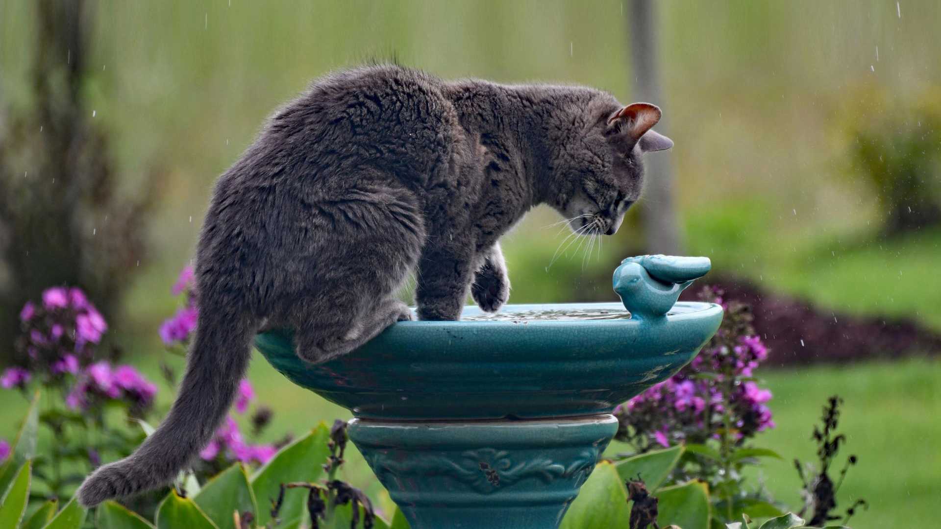gray cat drinks rain gray cat drinks rain