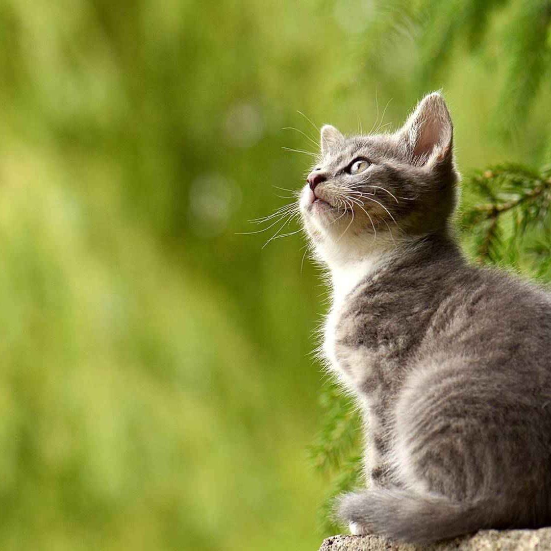 gray cat looking up gray cat looking up