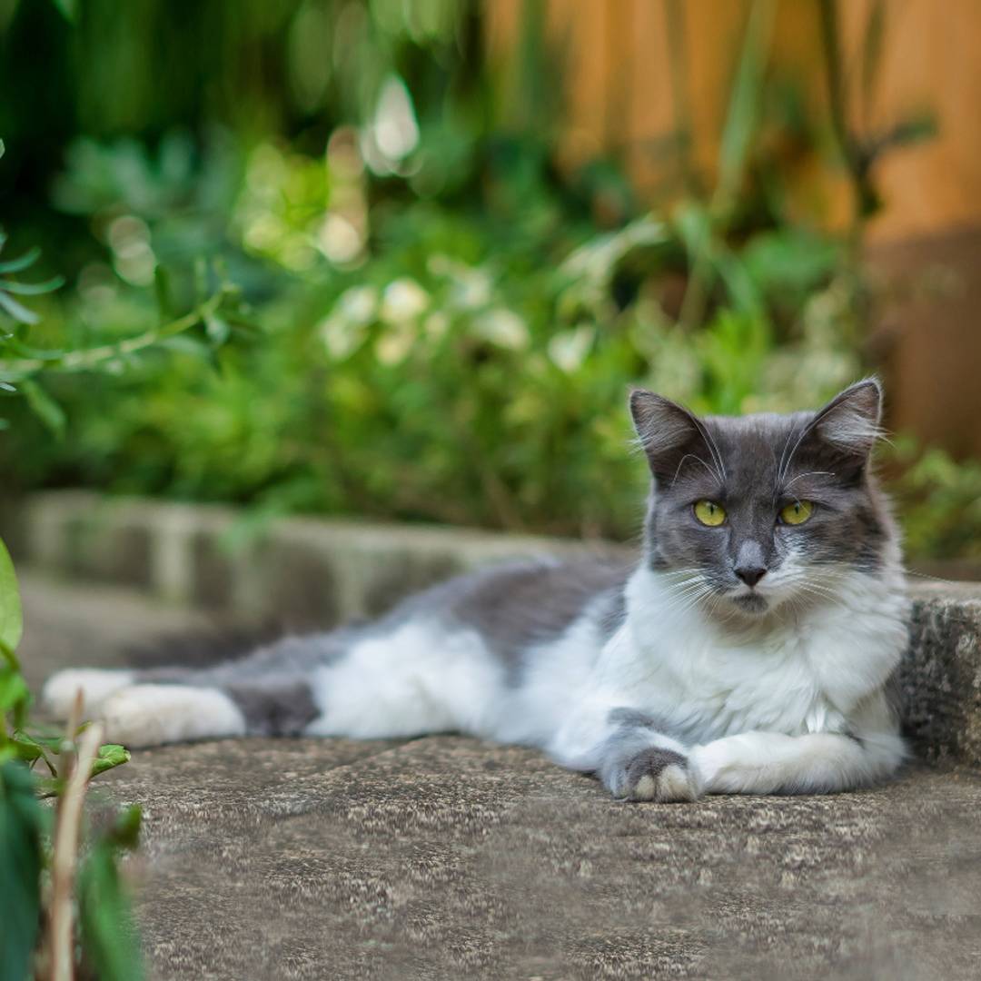 grey and white cat lounging grey and white cat lounging