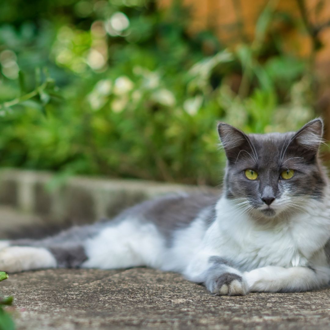 grey and white cat lounging grey and white cat lounging