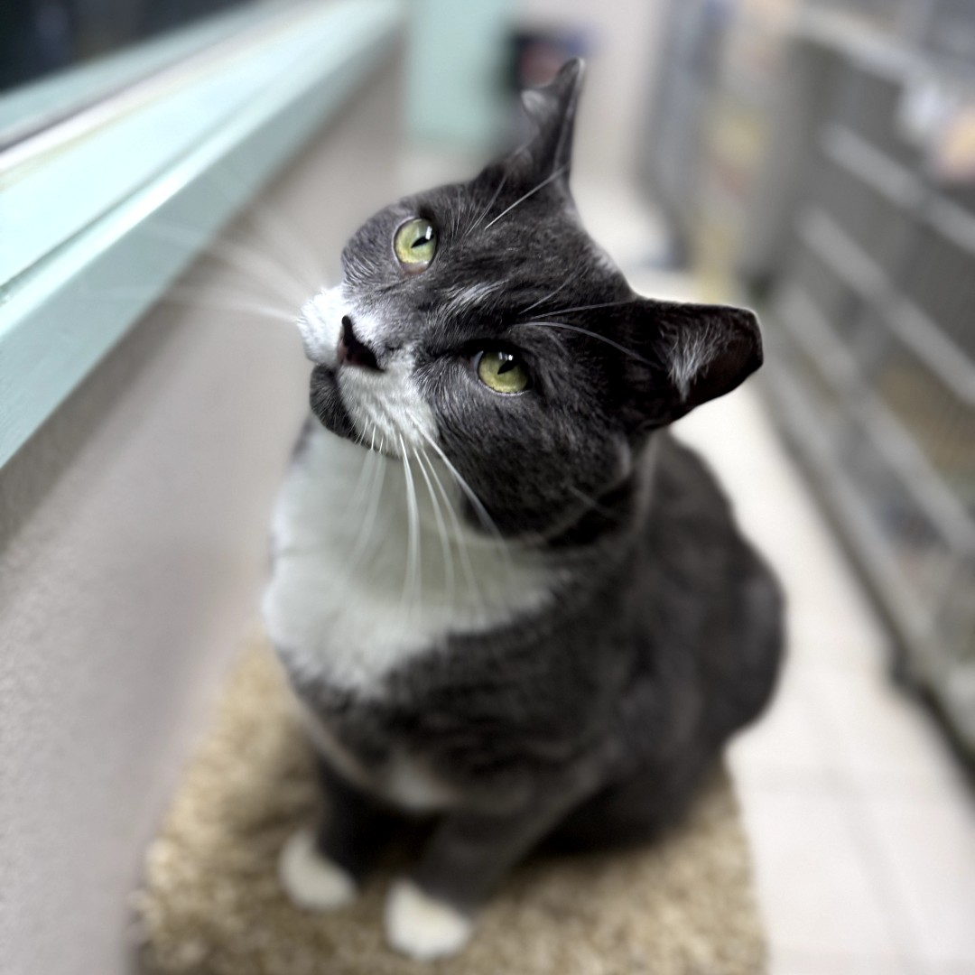 grey cat curious expression grey cat curious expression