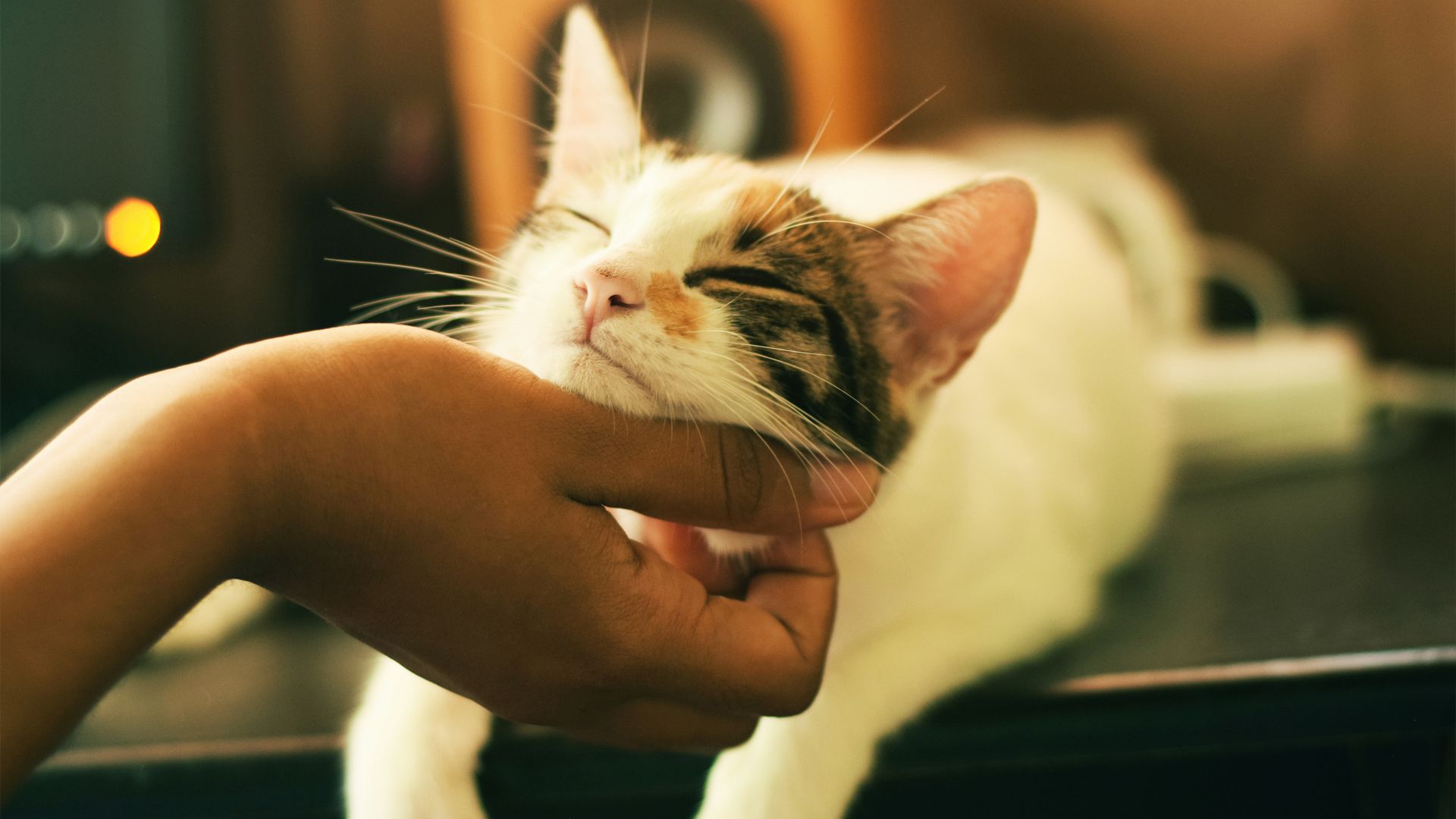 hand petting happy cat hand petting happy cat