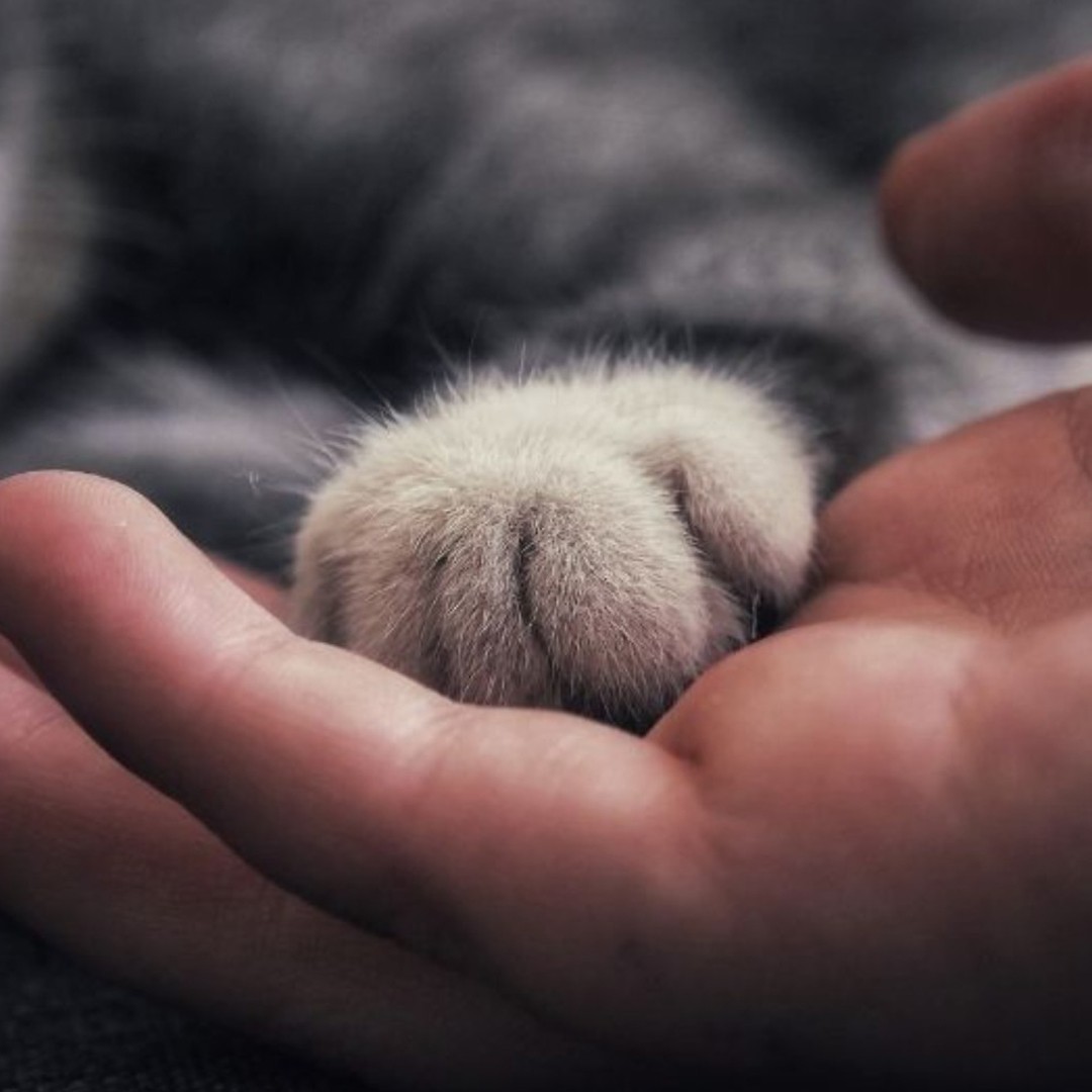 human hand holding cat paw human hand holding cat paw