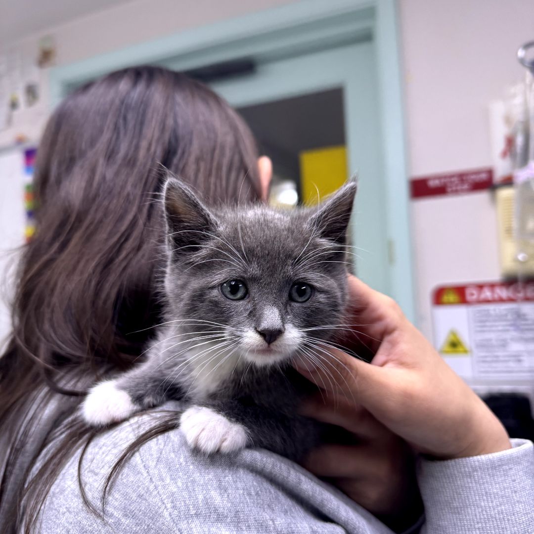kitten on persons shoulder kitten on persons shoulder