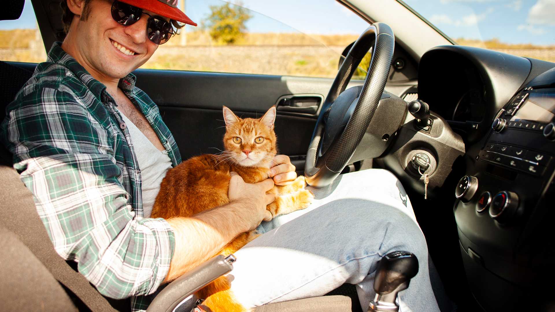 man cat car interior man cat car interior