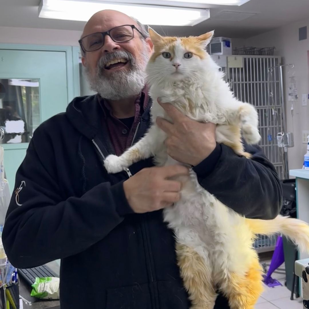 man holding fluffy orange cat man holding fluffy orange cat