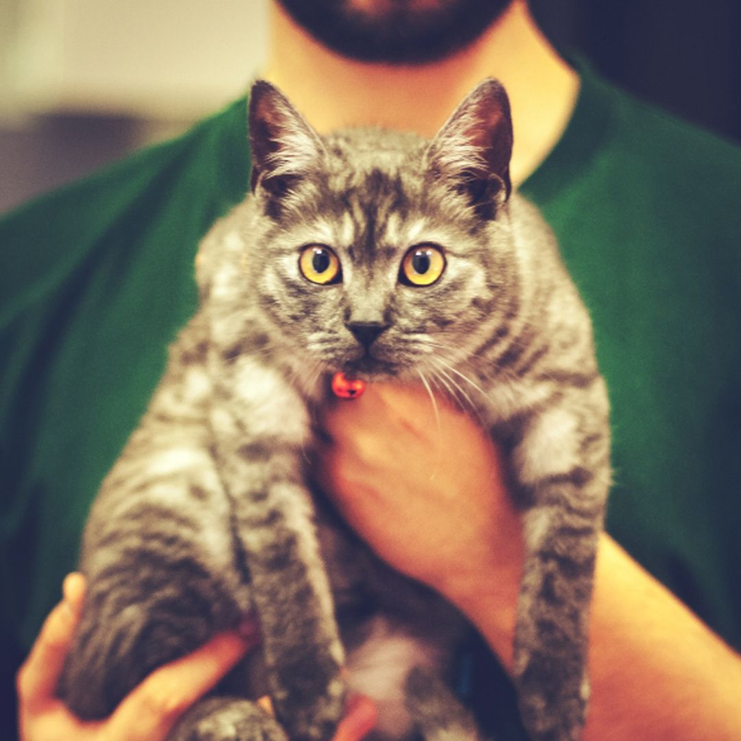 man holding tabby cat