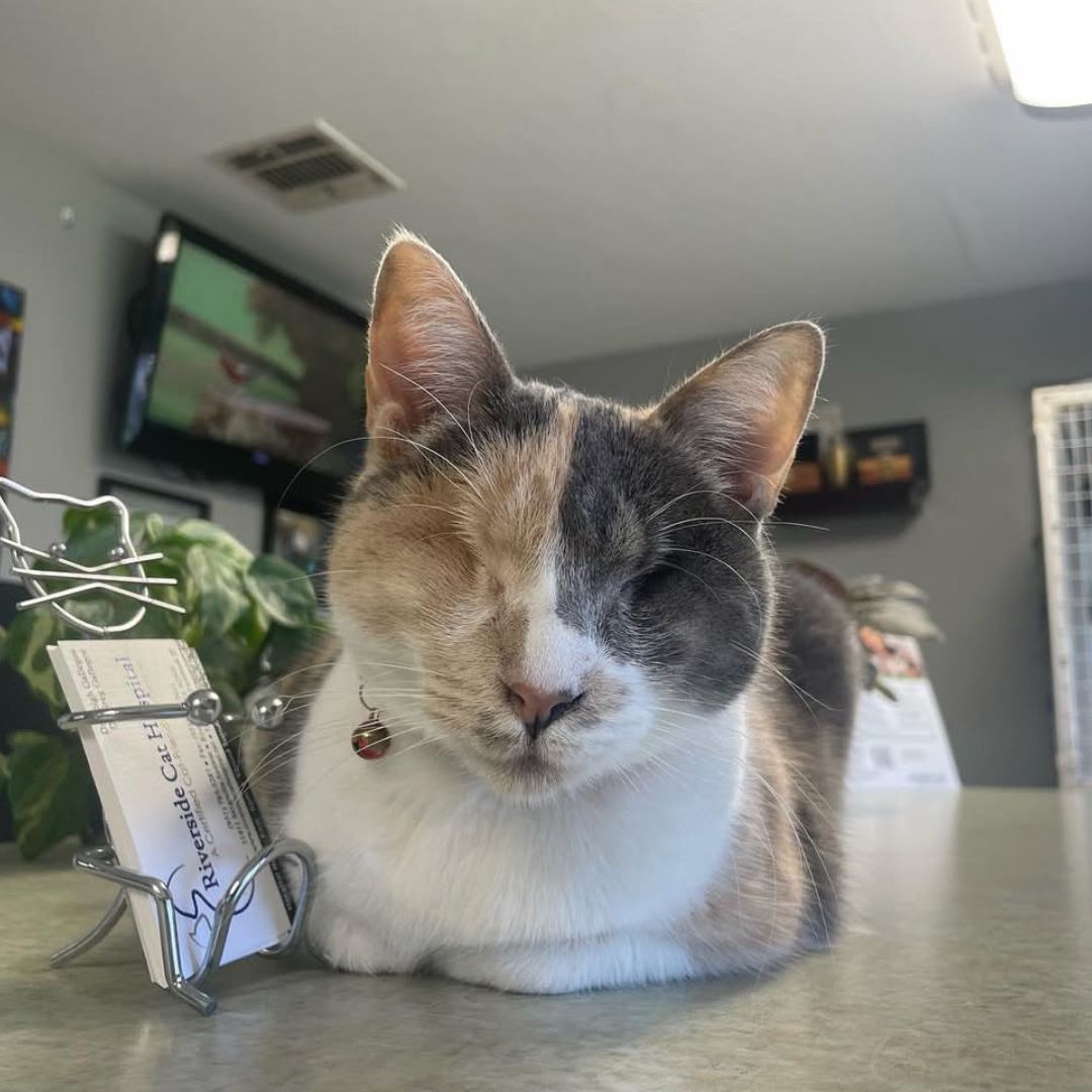 oneeyed cat on counter oneeyed cat on counter