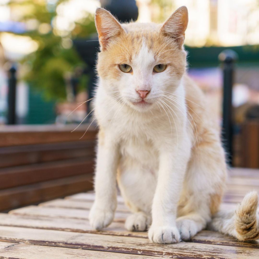 orange and white cat sitting orange and white cat sitting
