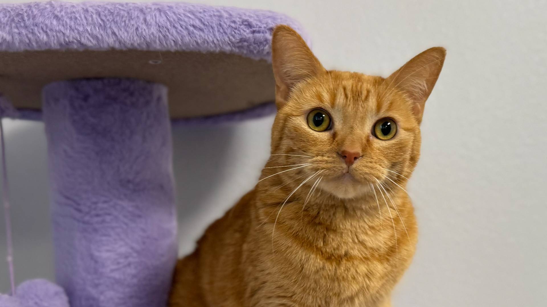 orange cat green eyes