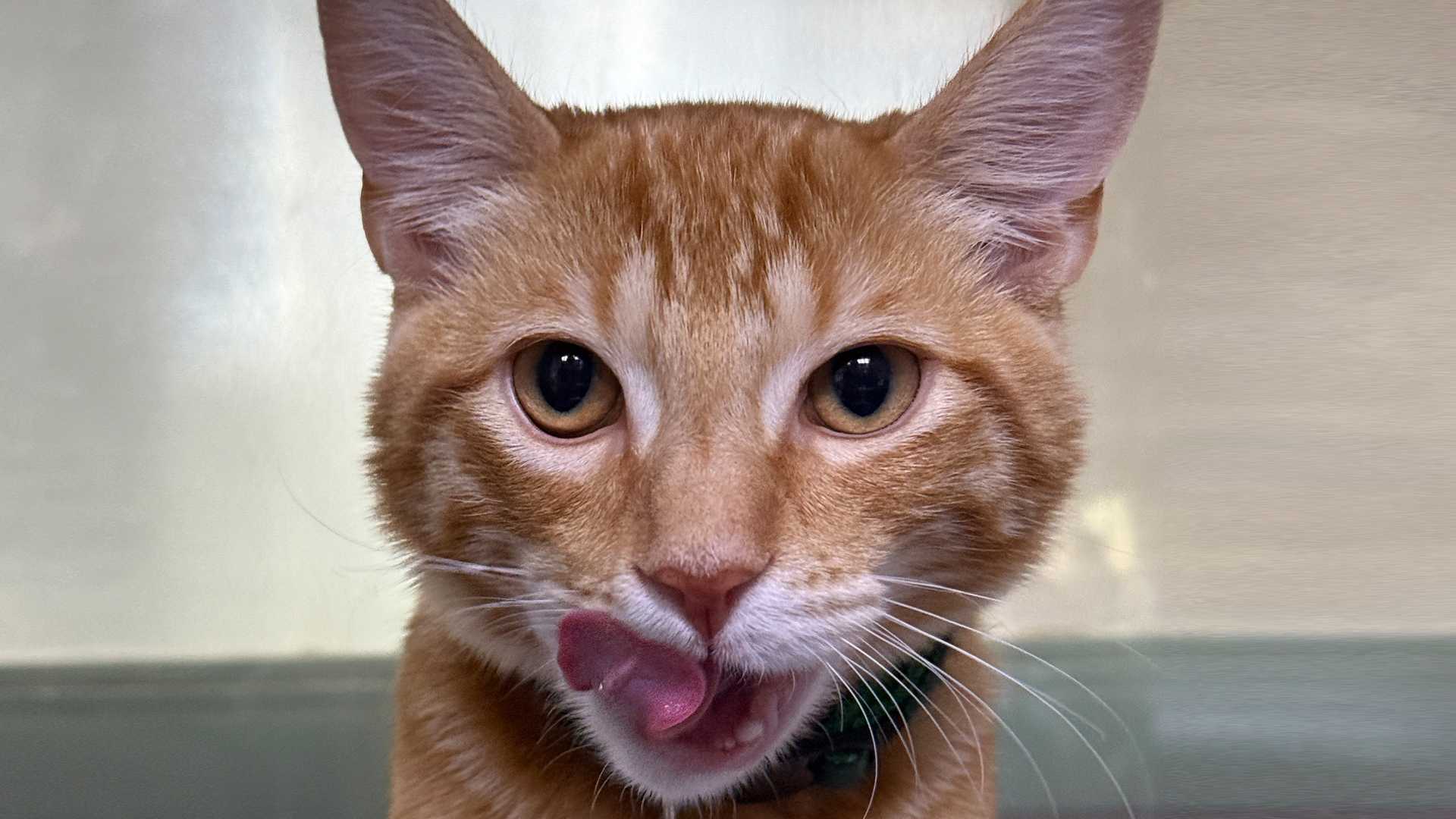 orange cat licking lips