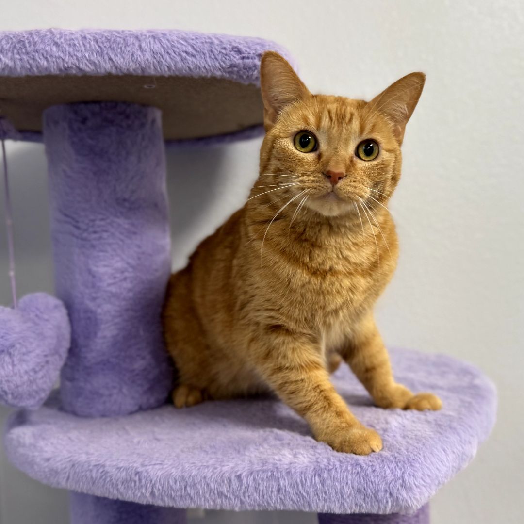 orange cat purple stand orange cat purple stand